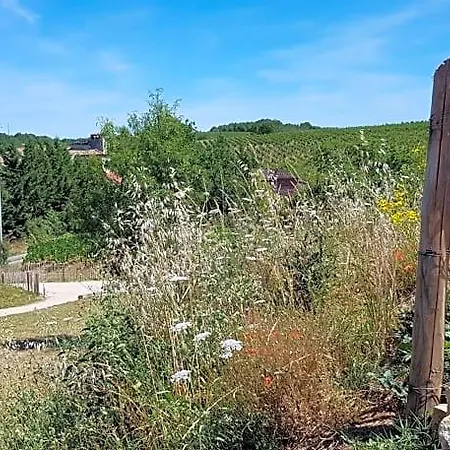 Maison Reces Oda ve Kahvaltı 3*